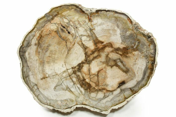 Polished Petrified Wood (Araucaria) Round - Madagascar #376828